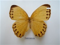 藏品(箭環蝶)的圖片